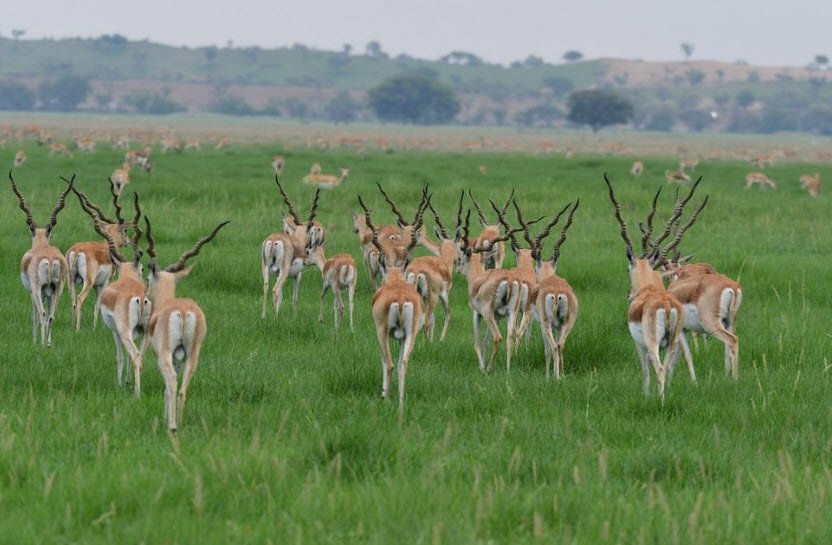 Tal Chhapar Wildlife Sanctuary, Churu, Rajasthan - Vushii.com Tal Chhapar Wildlife Sanctuary, Churu, Rajasthan - Vushii.com